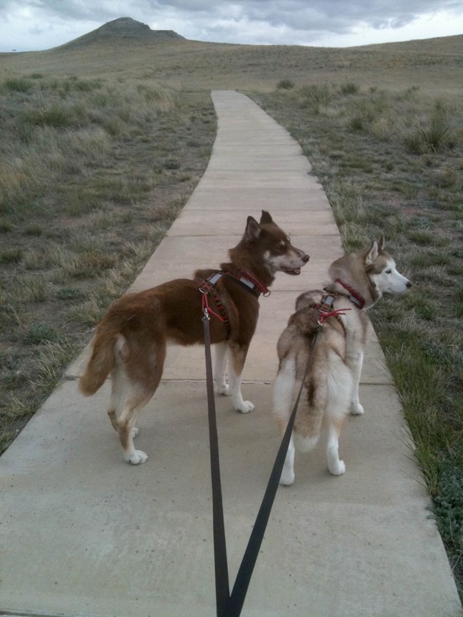 Two leashed dogs ready to hike the paved trail to the fossil hills.