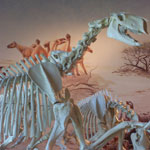 Moropus