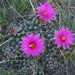 Pincushion cactus hides in the grass until its' brilliant blooms appear.
