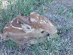 Fawn resting in grass.