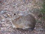 rabbit