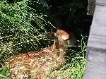 fawn 2