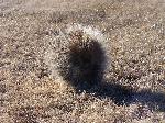 Porcupine