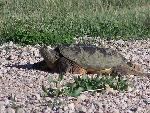 Snapping Turtle