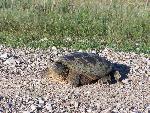 Snapping Turtle 2