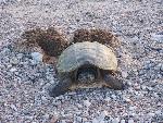 Snapping Turtle 3