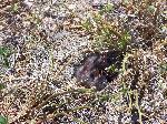 Lark Sparrow nest