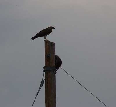 hawk