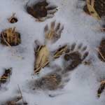 Racoon tracks in the snow