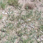 Turtle egg shells, eggs dug up, maybe by raccoon.