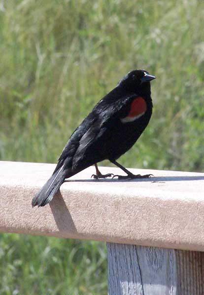 The Red-winged blackbird lives along the Niobrara River in the spring and summer.