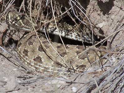 Rattlesnake curled in hole.