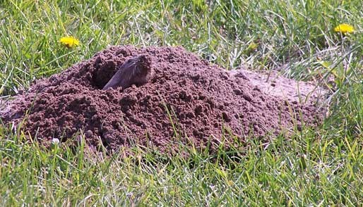 Pocket Gophers live most of the time underground.  They mound dirt over their holes.