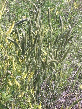 Crested wheat grass is an introduced bunch grass that is seldom seen in the park.
