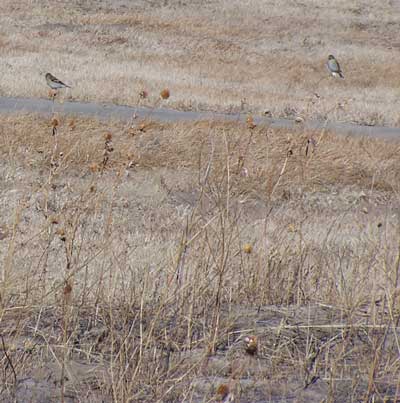 Winter birds