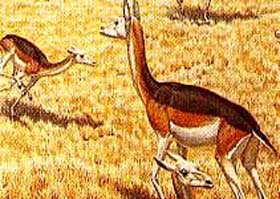 The tiny Stenomylus camel