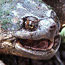 Snappy the turtle