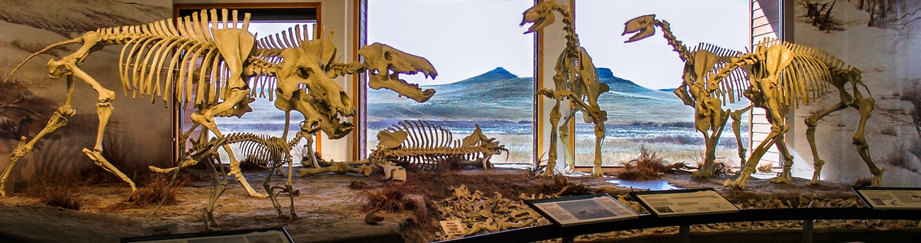Several fossil skeletons in a diorama, beyond are there large windows looking out on grasslands and hills
