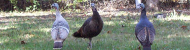Picture of three wild turkeys that can be seen at the park