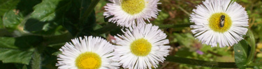 Picture of Daisy Fleabane at Lincoln Boyhood Home at Knob Creek