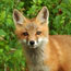 Red Fox