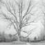 Boundary Oak Tree