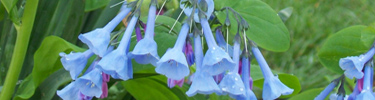 Picture of Kentucky Bluebells, one of several flower one may see on the Knob Creek Farm in the spring and summer