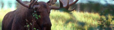 The Alagnak provides prime habitat for moose (Alces alces).
