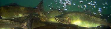 Salmon moving upstream in Alagnak