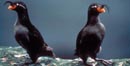 USFWS photo of a pair of whiskered auklets on Unalaska Island USFWS photo of a pair of whiskered auklets on Unalaska Island