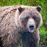 Large front view of a brown bear looking at the camera.