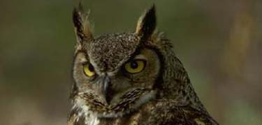 great horned owl