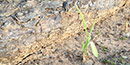 A corn plant growing next to a prisoner shelter A corn plant growing next to a prisoner shelter