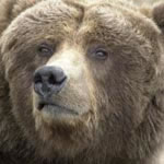 Photo of a bear's face.
