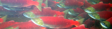 Sockeye Salmon in Spawning Colors