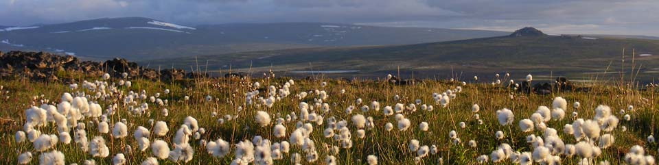 A field of cottongrass on an early summer morning