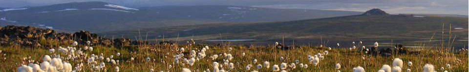A field of cottongrass on an early summer morning