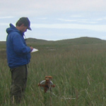 A researcher doing vegetation transects.