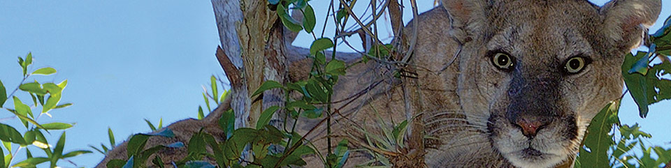 The Florida panther's steely gaze - NPS/RALPH ARWOOD