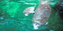 manatee manatee