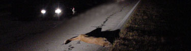 Panther struck and killed by car along US 41.