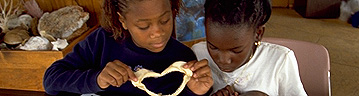 Students examine a shark jaw and compare it to an identification key.