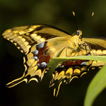 A Schaus swallowtail butterfly alights on torchwood plant.