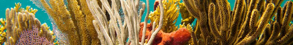 Purple, yellow, gold and orange sponges and soft corals wave against a turquioise sea.