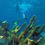 A snorkeler dives down to get a closer look at an elkhorn coral