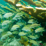 A large school of grunts hides beneath the spreading arms of an elkhorn coral.