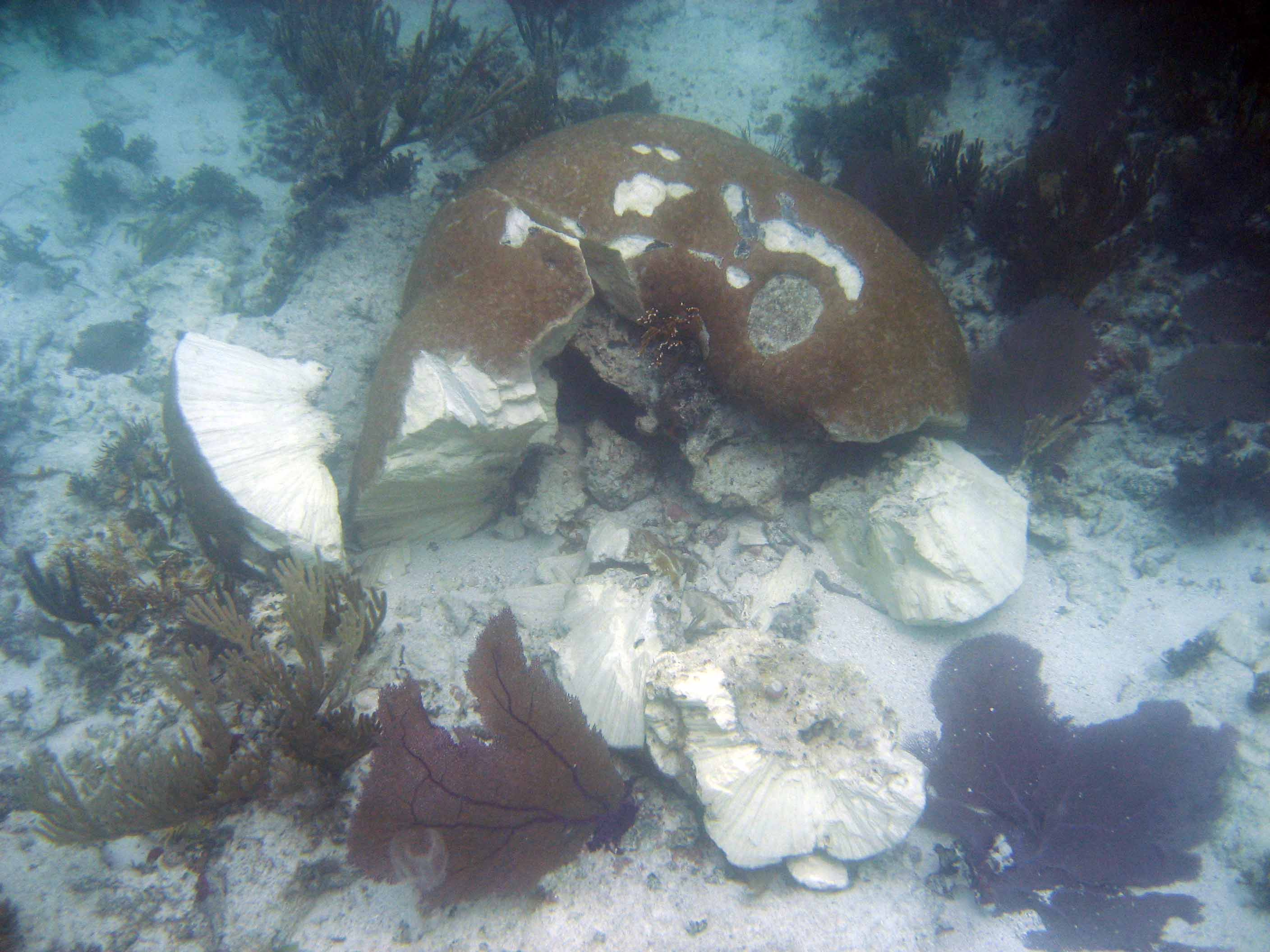 Coral Reef Restoration Biscayne National Park (U.S. National Park