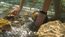 saving broken corals
