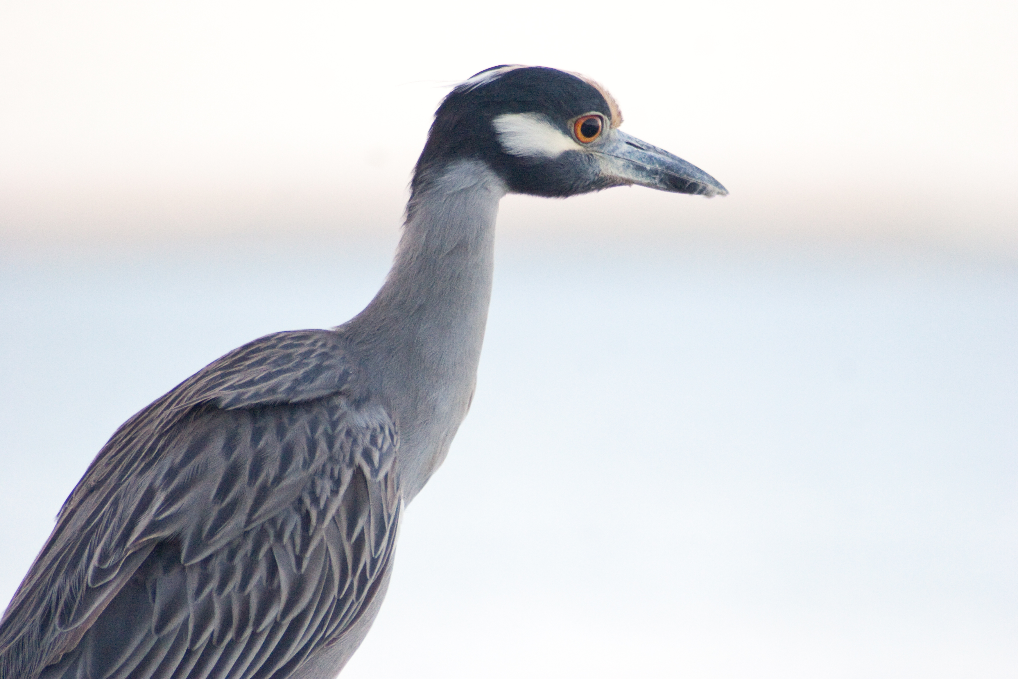 Birding in Biscayne