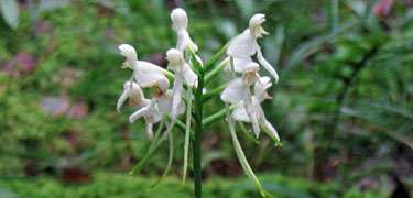 White fringless orchid in bloom